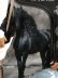 Women's Western Style Woods Love Horse Print Sweatshirt
